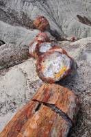 Tronc pétrifié (Petrified forest, AZ)